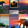 an-elefant-on-a-cliff-looking-at-a-sunset.png
